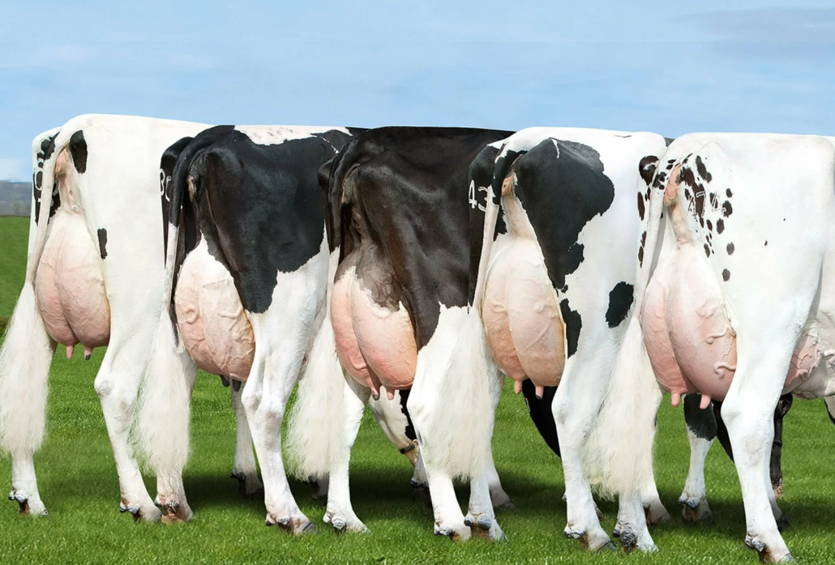 Китайские ученые намерены в течение трёх лет создать стадо из 1000 клонированных коров