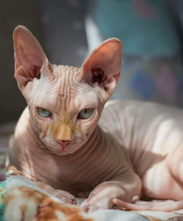 Наши взрослые кошки: Что происходит в возрасте 5-6 лет