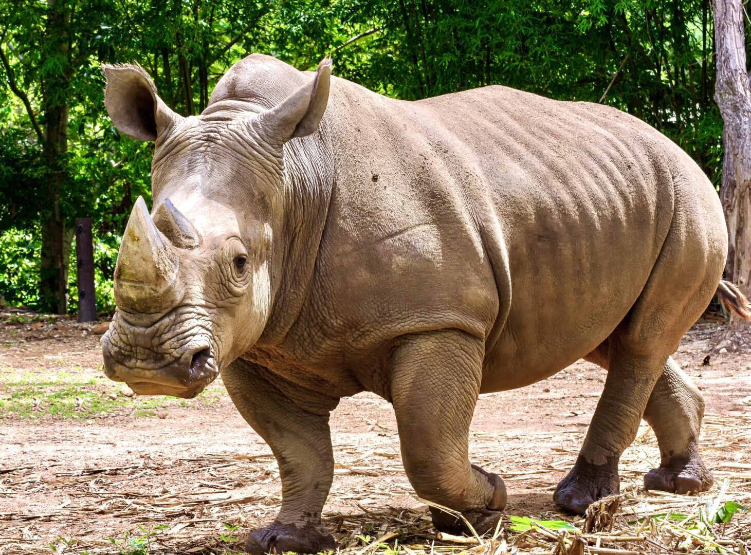 Трагические новости: молодой самец белого носорога был застрелен и убит в сафари-парке во Флориде