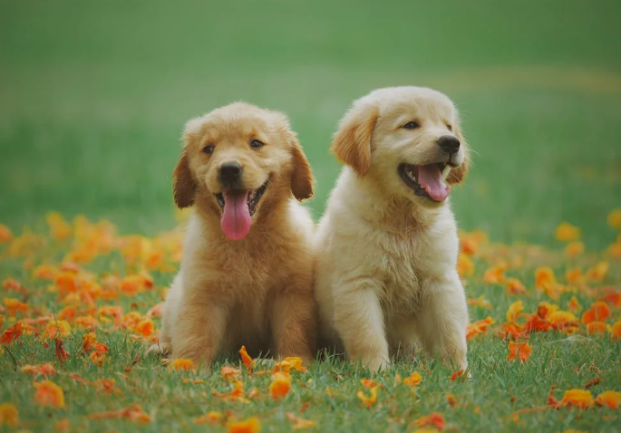 Научите щенка не облизываться