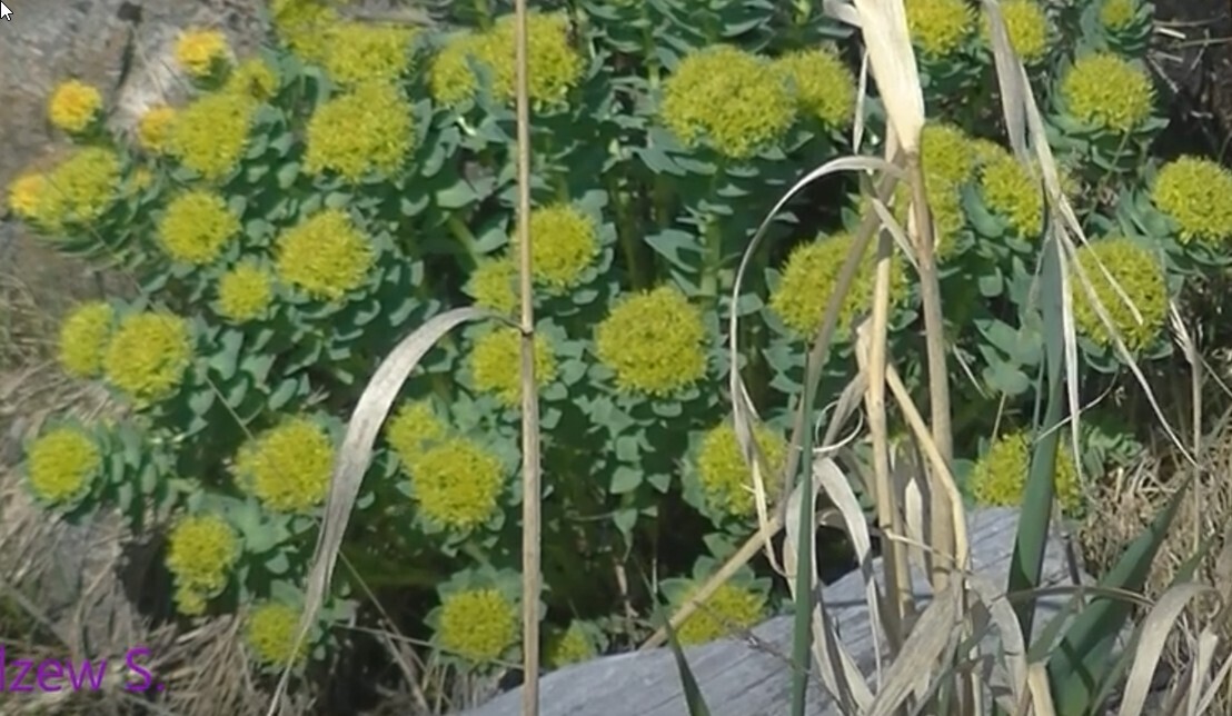 Лечебные свойства родиолы розовой (золотой корень)