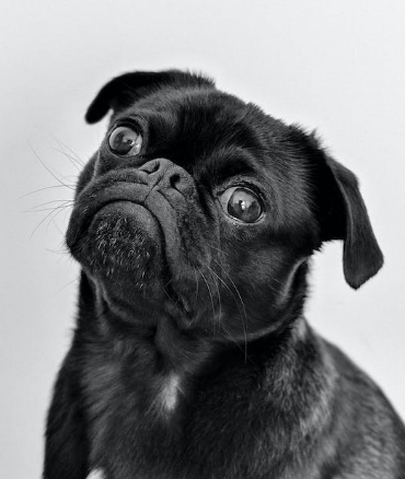 Научите щенка не облизываться