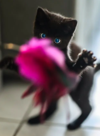 Какие игрушки безопасны для взрослых кошек?