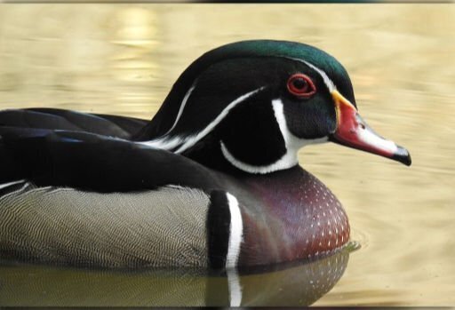 Какие птицы самые красивые?