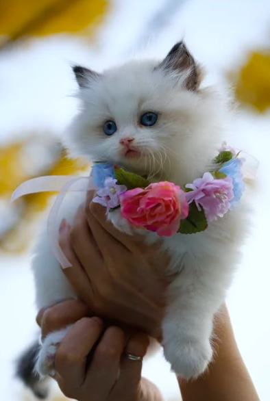 9 шагов по уходу за котятами - руководство владельца кошки