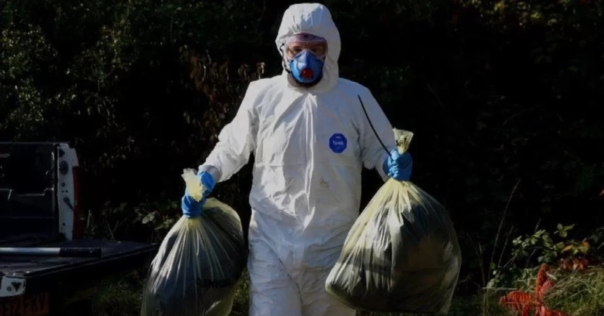 Птичий грипп "перекинулся" на выдр и лис в Великобритании