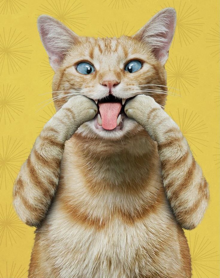 И где теперь она Звезда Африки