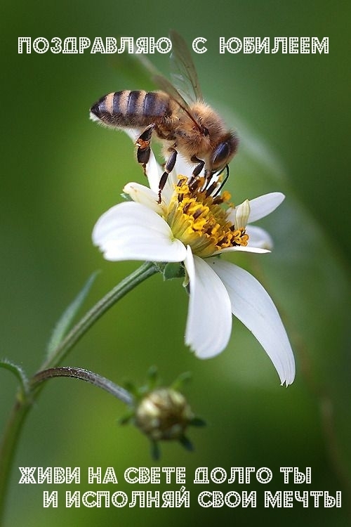 Поздравление мужу на юбилей