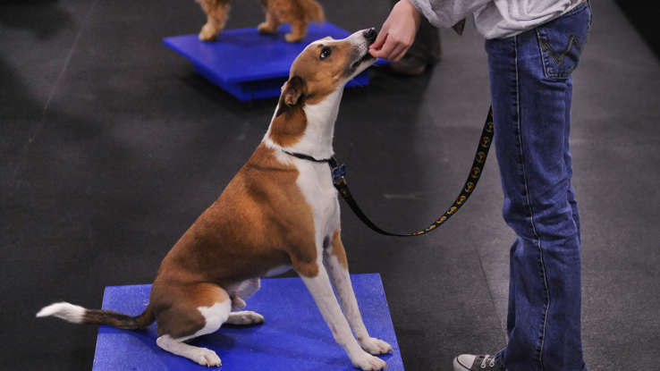 Собака которая не лает!