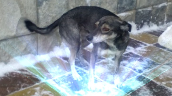 Рассказ о собаке | Влияние собаки на здоровье человека