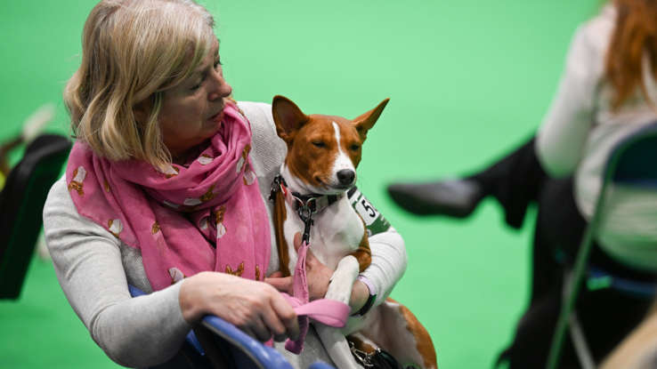 Собака которая не лает!