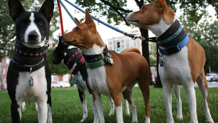 Собака которая не лает!