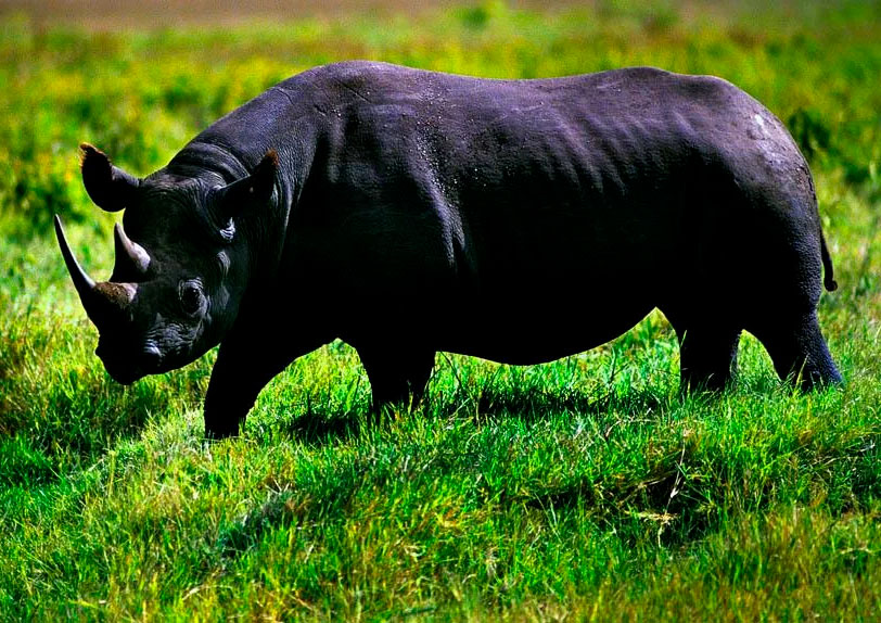 В Намибии носороги страдают от человеческой жадности!!!