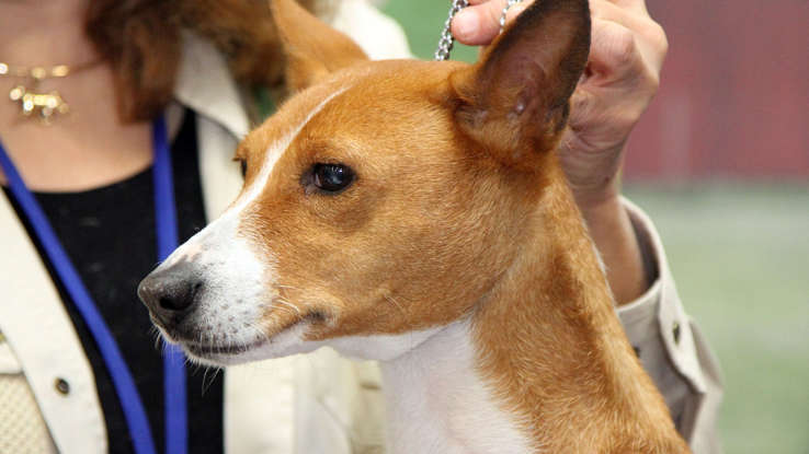 Собака которая не лает!