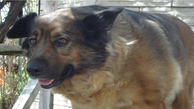 Рассказ о собаке | Влияние собаки на здоровье человека