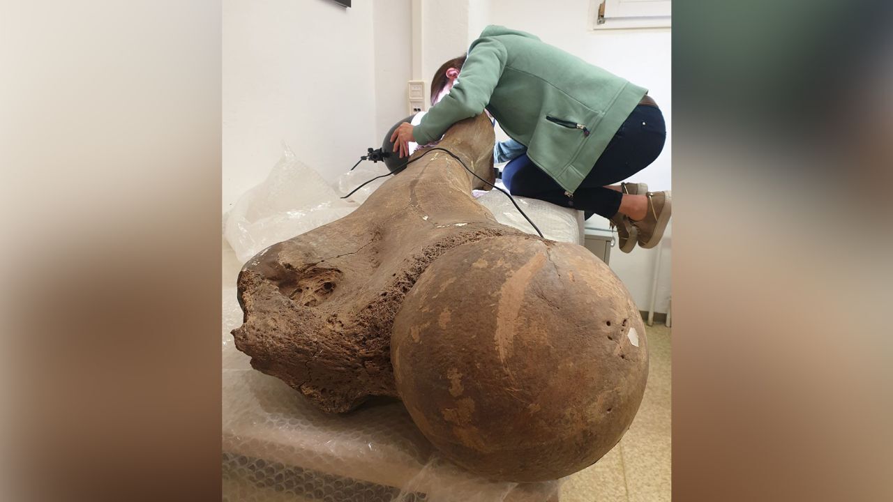 Неандертальцы охотились на огромных слонов, которые когда-то бродили по Северной Европе