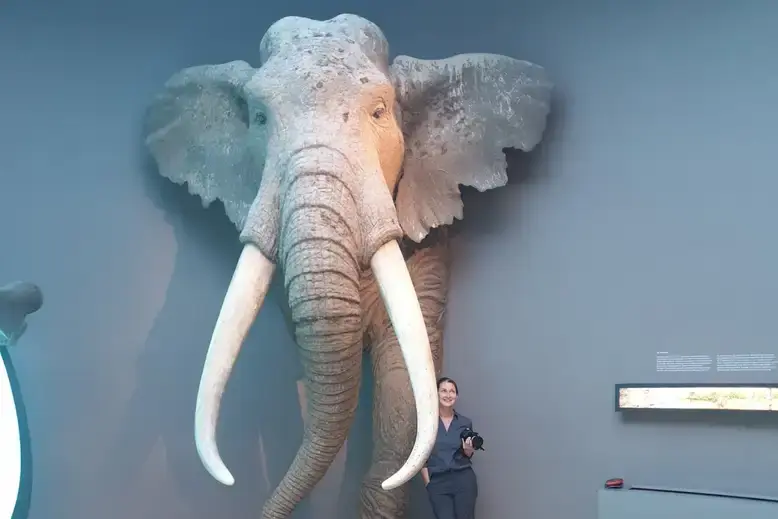 Неандертальцы были гурманами? Оказывается, они предпочитали питаться мясом гигантских слонов