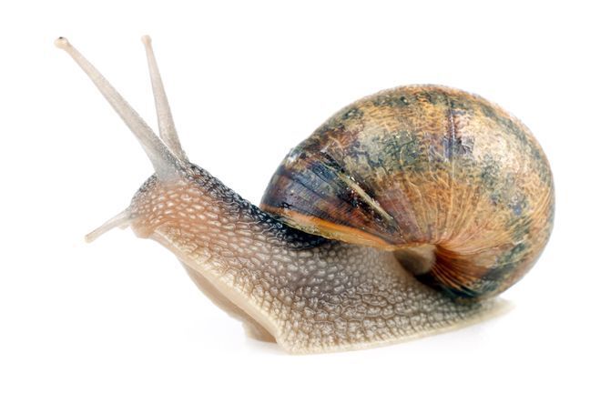 Топ-4 самых медленных животных ?