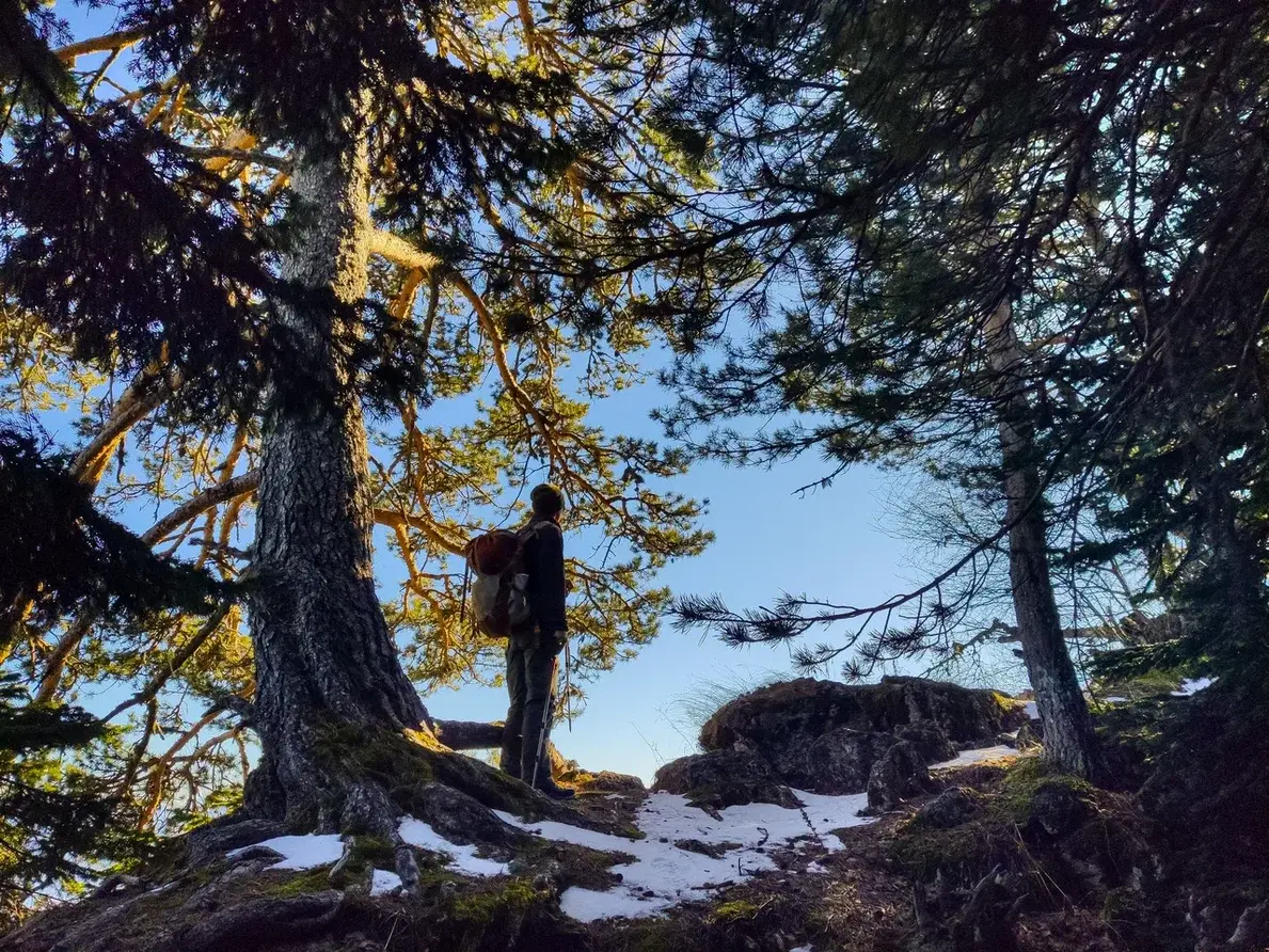 Что сейчас происходит на территории Лагонаки и нужен ли россиянам ещё один горнолыжный курорт вместо заповедника