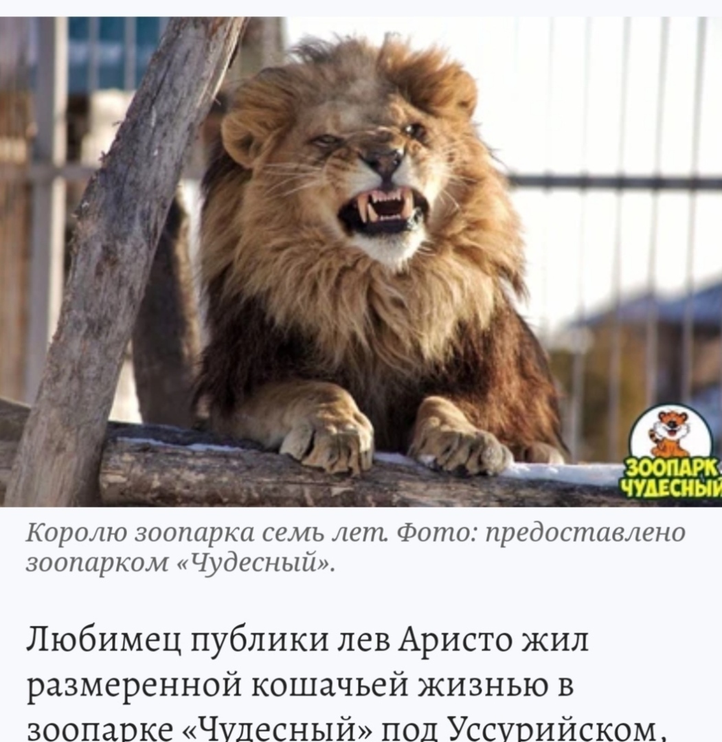 Спасти "генерала" Аристо!