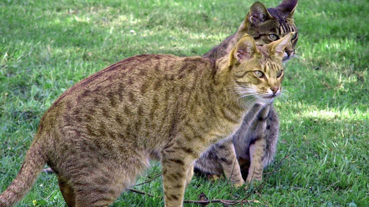 Любителям кошек: одни из самых редких пород кошек в мире!