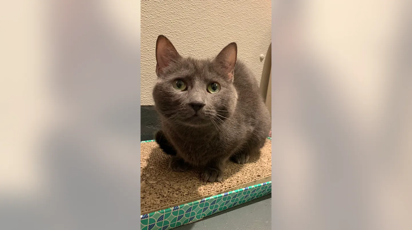 Кошка по имени Грета, «номинант на премию».