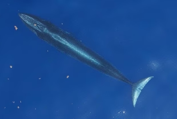 Новейший в мире вид китов уже под угрозой исчезновения