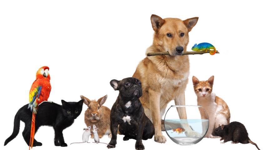 Правила ухода за стерилизованными животными