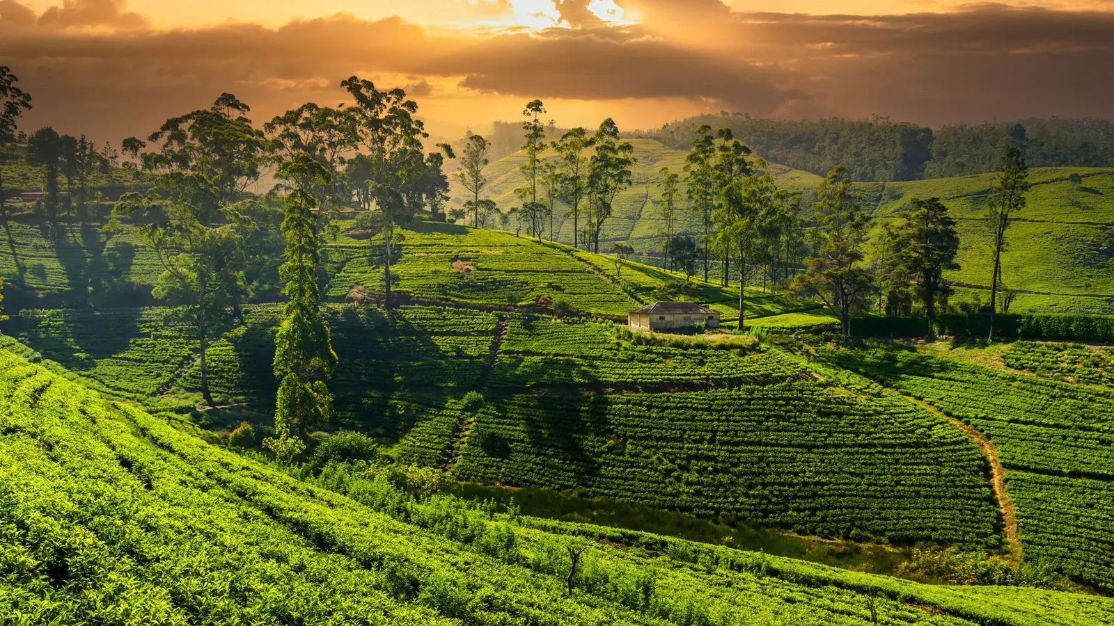 Железная дорога Шри-Ланки