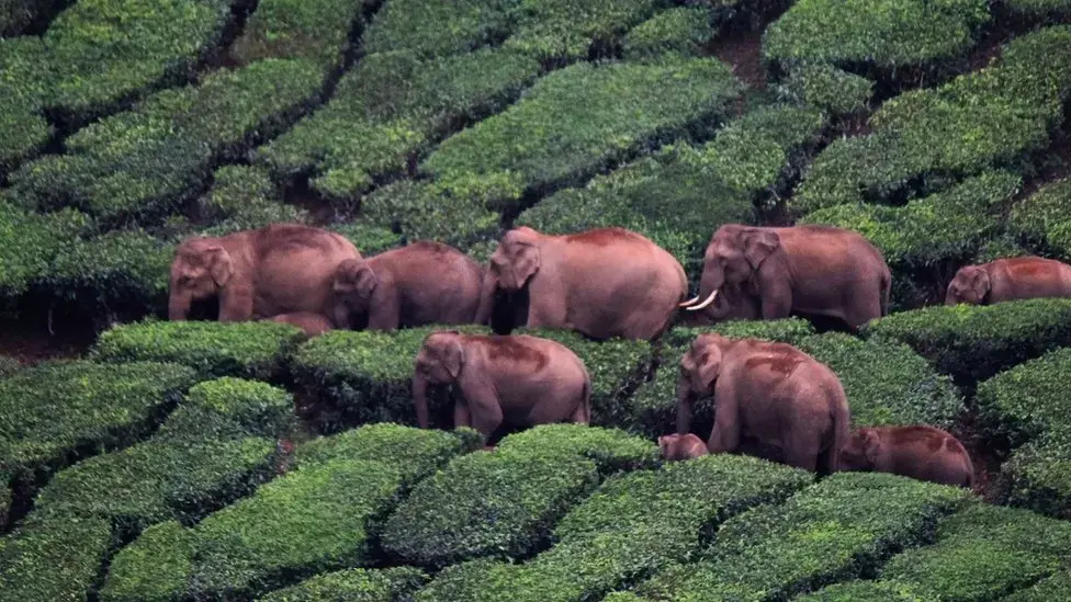 Падаяппа: дружелюбный индийский слон, чья слава — проклятие
