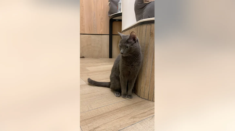 Кошка по имени Грета, «номинант на премию».