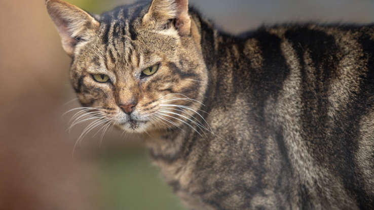 Любителям кошек: одни из самых редких пород кошек в мире!