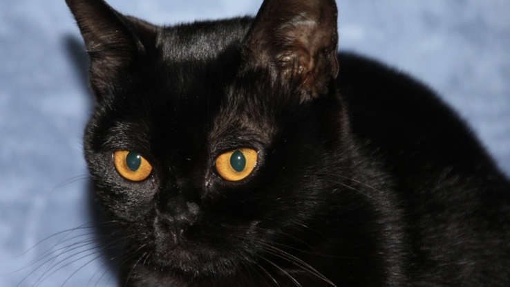 Любителям кошек: одни из самых редких пород кошек в мире!