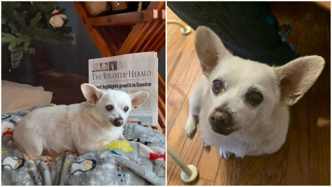 Самая старая собака из ныне живущих: помесь чихуахуа претендует на рекорд.