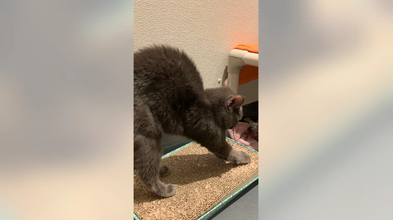 Кошка по имени Грета, «номинант на премию».