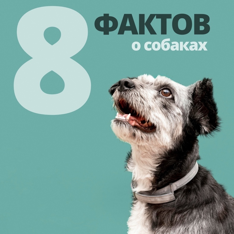 8 фактов про собак!