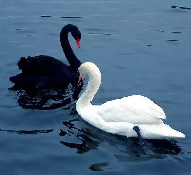 Это жизнь прекрасных лебедей!