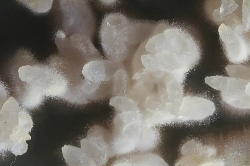 Процесс приготовления саке