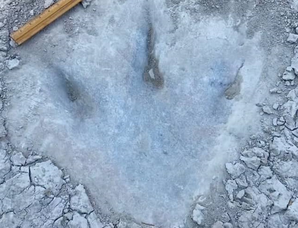 После сильной засухи обнаружены следы динозавров 113 миллионов лет назад