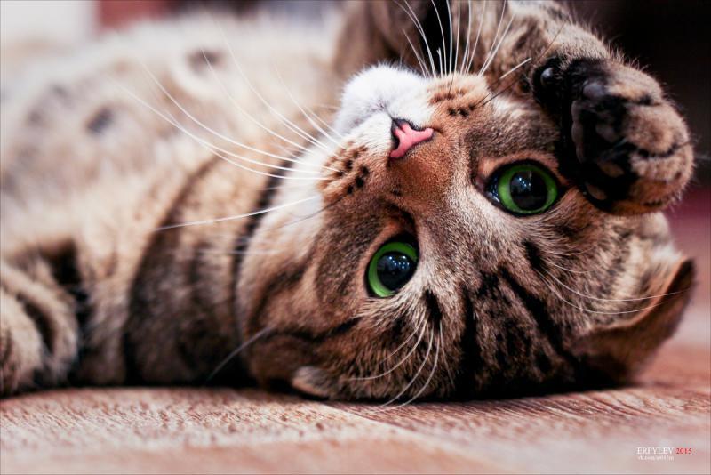 10 привычек, которые улучшают здоровье ваших питомцев