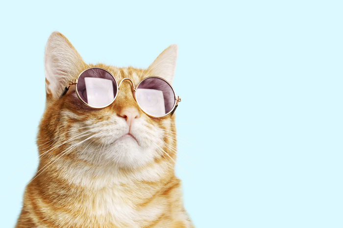 5 фактов о кошках!