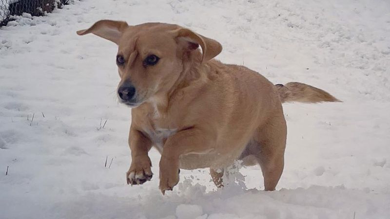 Что случилось с «щенком-единорогом» и виляет ли он хвостом на лбу?