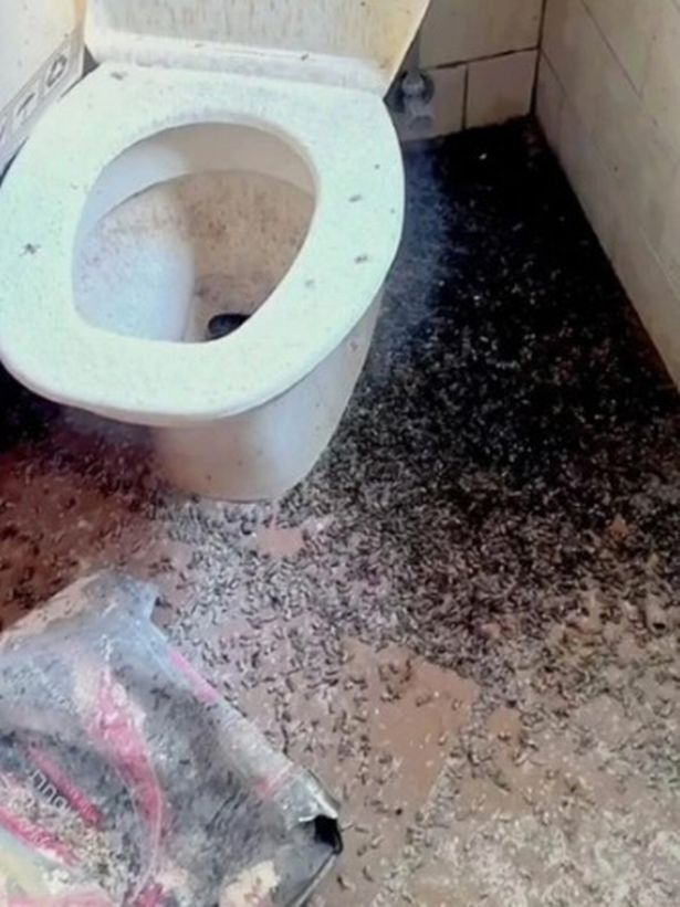 Домовладелец обнаружил в ванной гигантское осиное гнездо, похожее на инопланетное, размером с 1,5 метровый телевизор