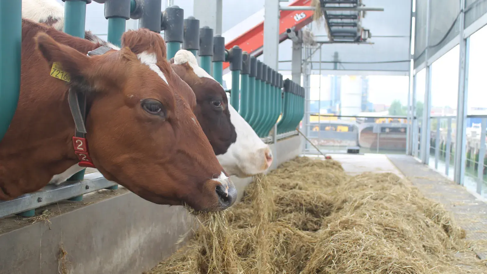 Нидерланды. Новое знакомство