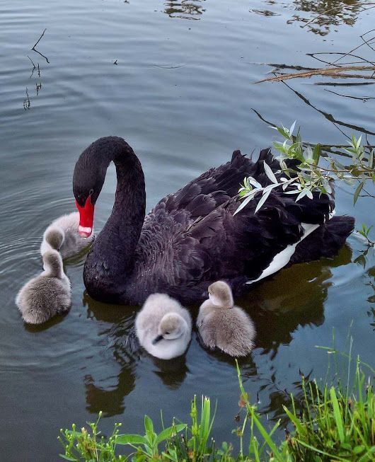 Это жизнь прекрасных лебедей!