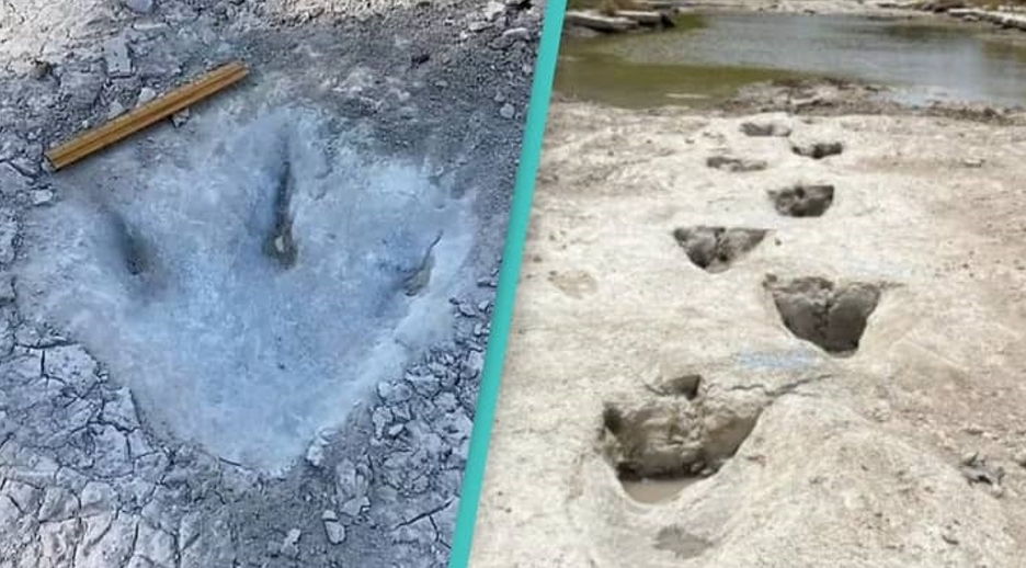 После сильной засухи обнаружены следы динозавров 113 миллионов лет назад