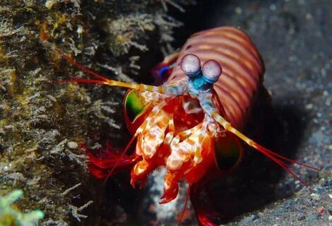 УдивИтельные глаза Рака-Богомола