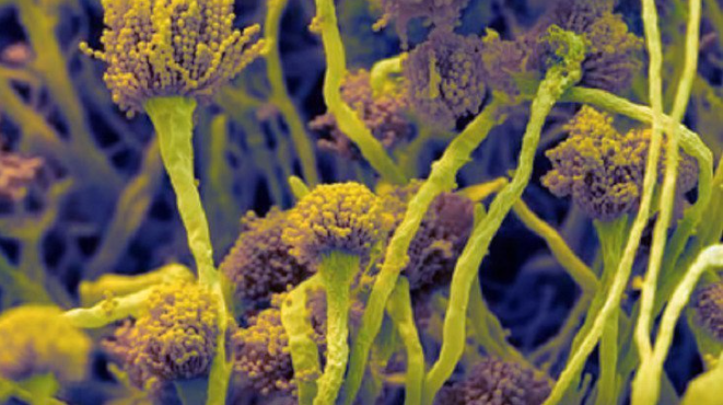 Противогрибковые препараты для обработки обуви | Дезинфекция обуви от грибка