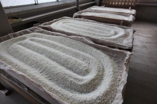 Процесс приготовления саке