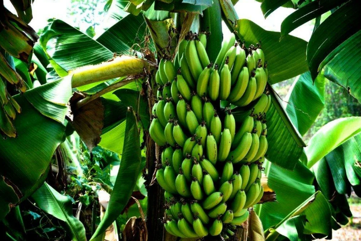 Выращиваем пальму из семян банана